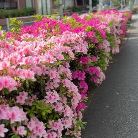 ツツジ！の画像