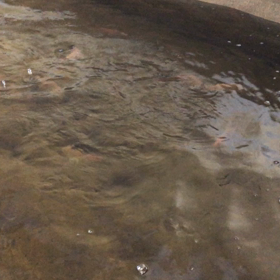 バクチャーで鯛の陸上養殖！の画像