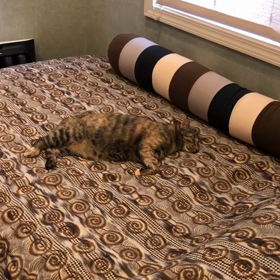 ハルちゃんの同化シリーズの画像