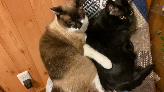 タロとサブの記事動画