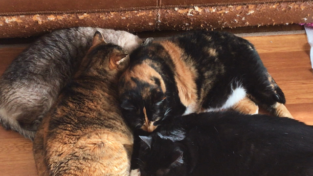 キミがくれたから、、の記事動画