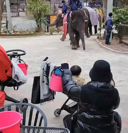 市原ぞうの国の記事動画