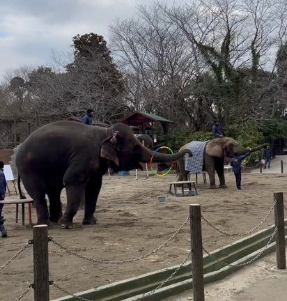 市原ぞうの国の記事動画