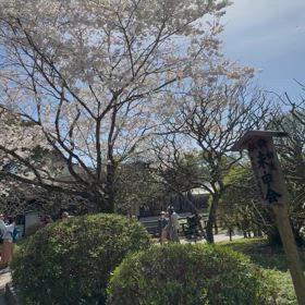 桜開花の画像