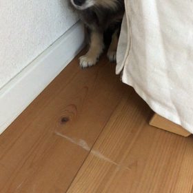 ラッキーはノンビリ☀️の画像