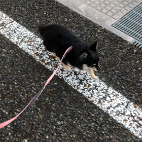 雨☂️  降る前に 慌てて散歩の画像