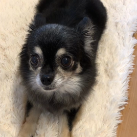 みかん 美味しいの画像