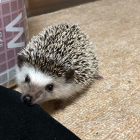 カミカミカミカミ…の画像