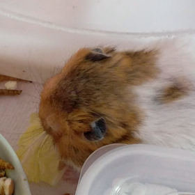 春キャベツに　夢中な　かぼちゃんの画像