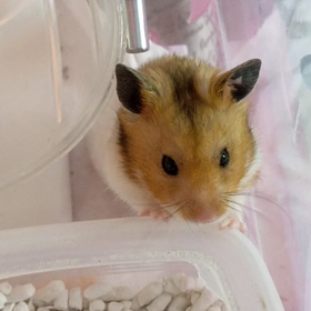 かぼちゃん　珍しく夕方出てきた〜の画像