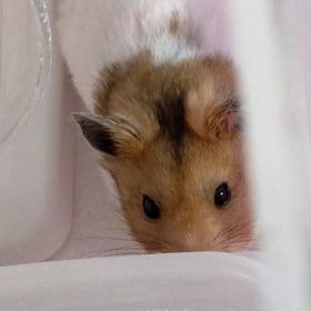 隠れてるつもりのは　かぼちゃんの画像