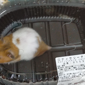 かぼちゃん　ハウス掃除の待機中の画像