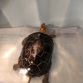 亀の　おーちゃん　また　絶食開始〜の画像