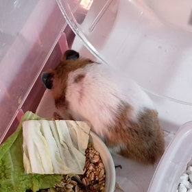 珍しい　早起き　かぼちゃん　の画像