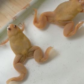 アフリカツメガエルたち〜の画像