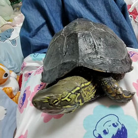 ６月　１５日　木曜日　おーちゃんと遊ぶーの画像
