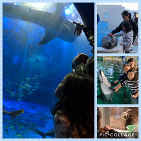 水  族館☆の画像