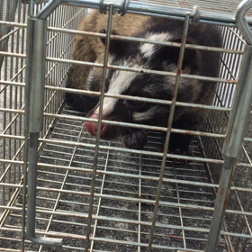 宮城県仙台市太白区 ハクビシン捕獲動画の画像