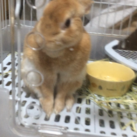 鬱病日記(50) 調子、謎かけ、うさちゃん♪の画像