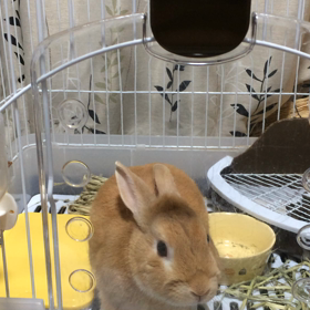 うさちゃんBlog⑧の画像