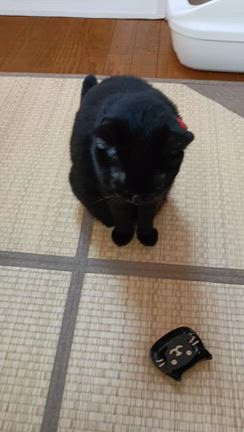 ふみちゃんの記事動画