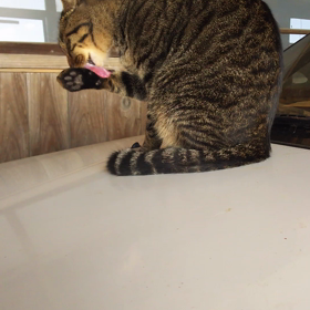 今日のにゃんこ：トラ君の毛繕いの画像