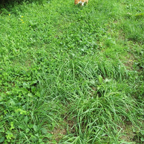 お帰りにゃ～の画像