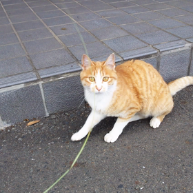 チビ、始めての猫じゃらしの画像