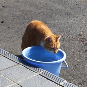女王様の水飲みの画像