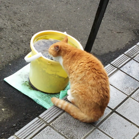 水飲みチビの画像