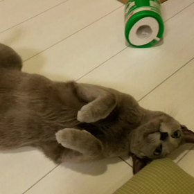 やばいよ、ヤバイよの画像