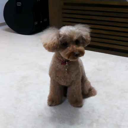 「ごろーん」が苦手な小夏ちゃん。「あっち向いてホイ」は得意です＼(^o^)／の記事動画