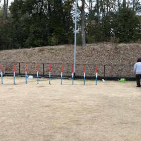 お久しぶりのアジリティーの画像