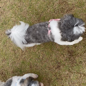 皆んなでドッグランの画像