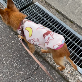 みかんのお散歩の画像