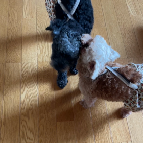 保護犬シナモンの画像