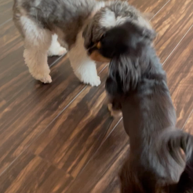 保護犬もきちライオン取れたーの画像