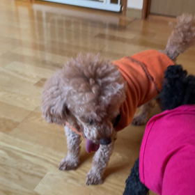 保護犬いさむの画像