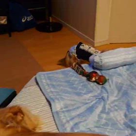 保護犬まいの画像