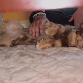 保護犬ショコラの画像