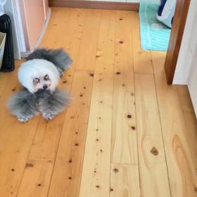 保護犬おんぷの画像
