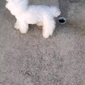 保護犬アクアの画像
