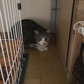 保護猫みるくの画像