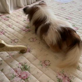 保護犬ハピの画像