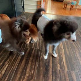 保護犬テディとベアの画像