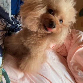 保護犬リアンの画像