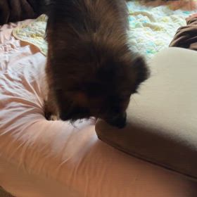 保護犬れもんの画像
