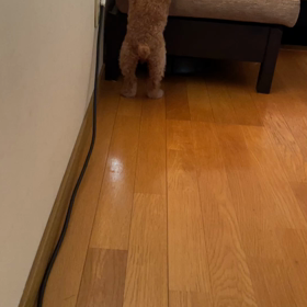 シナモン必死の画像
