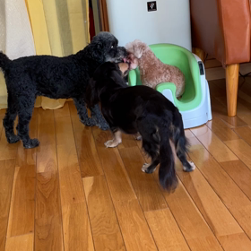 寂しがりやさんの画像