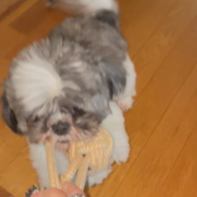 保護犬もきち最近のお気に入りの画像